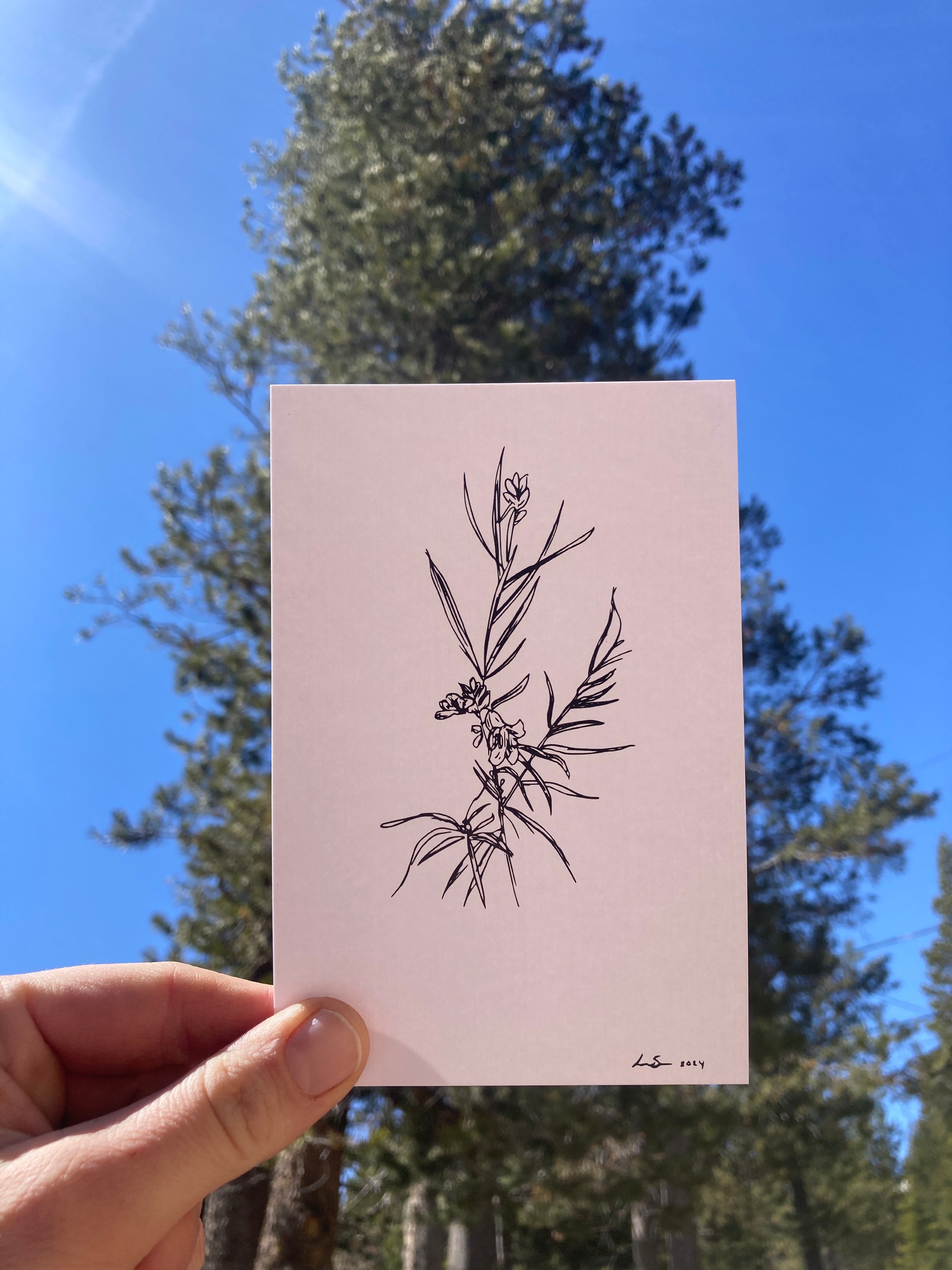 “Desert Willow” Mountain Goat Geo