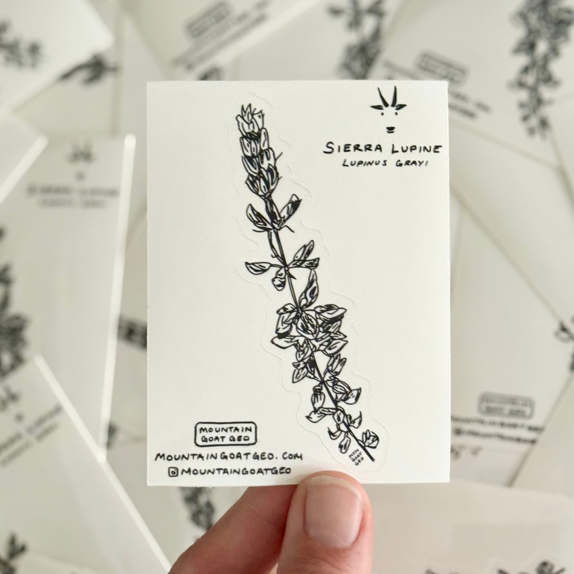 Sierra Lupine Sticker